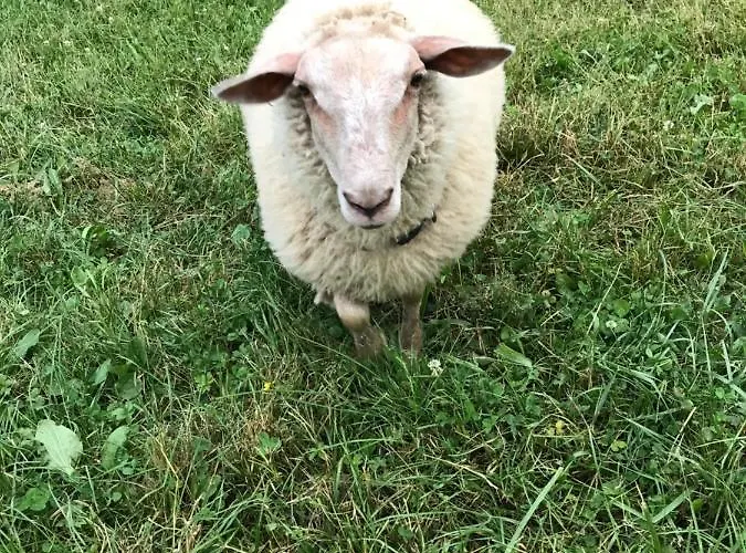 Bed & Breakfast D'hote Aux Pivoines 3*